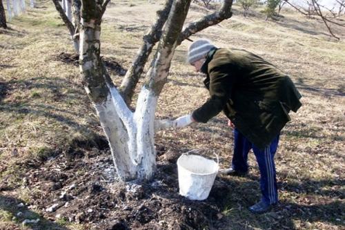 Можно ли белить яблони летом. Когда и чем лучше проводить побелку яблонь — весной, летом или осенью, используем мел и известь