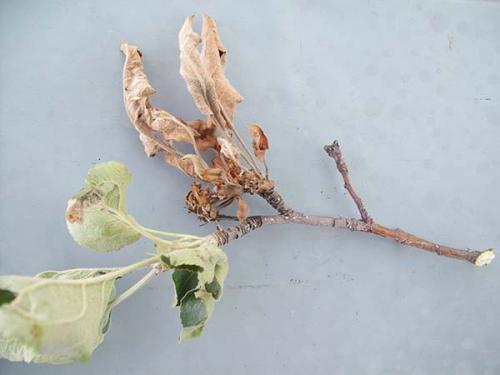 Плодовая гниль яблони народные средства. Что такое плодовая гниль: признаки монилиоза на яблоках и других плодовых культурах