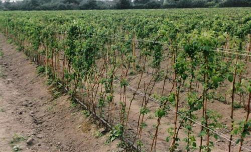 Ремонтантная малина посадка осенью. Особенности ремонтантных сортов малины 13