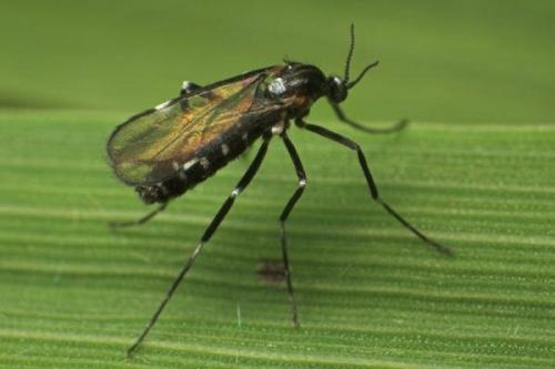 Чем обработать землю от галлицы. Чем обработать малину от галлицы весной. Эффективные средства