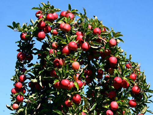 Как формировать крону у яблони. Как правильно провести обрезку яблони?