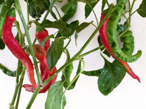 Острый перец уход и выращивание. Посадка и способы выращивания острого перца в комнатных условиях