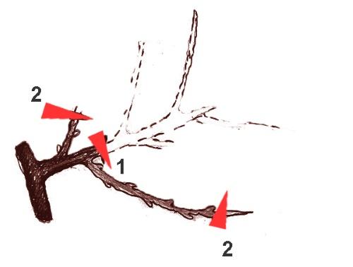 Обрезка неукрывного винограда. 