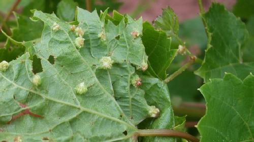 Вредители винограда: фото и чем лечить