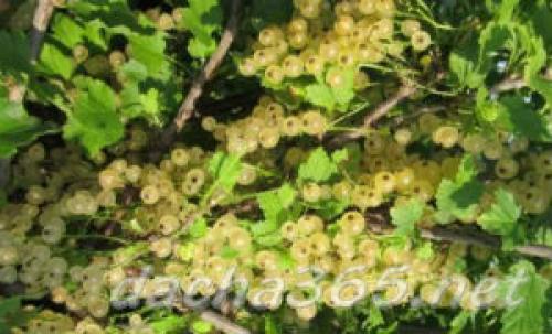 Посадка белой смородины осенью в подмосковье. Лучшие сорта белой смородины