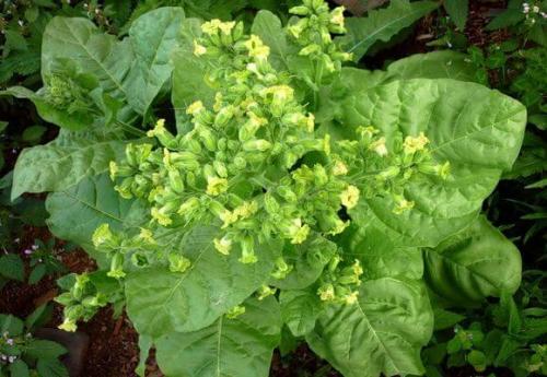 Когда собирать табак. Сорта