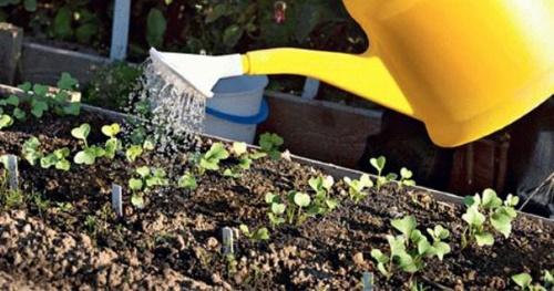 Посадка редиса под зиму в подмосковье