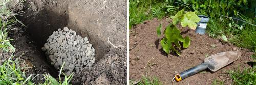 Посадка винограда осенью саженцами на кубани. Правила посадки виноградных саженцев 03 Посадка винограда осенью саженцами на кубани. Правила посадки виноградных саженцев 03