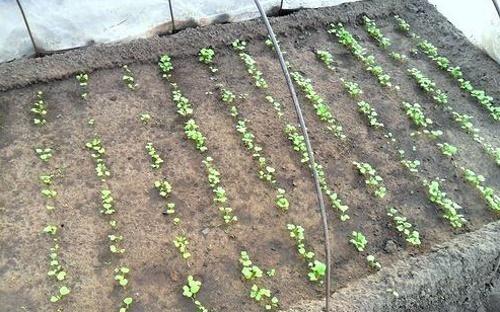 Посадка редиса под зиму в подмосковье