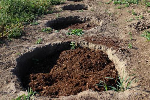 Когда сажать кусты смородины. Подготовка места