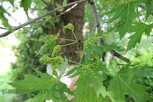Инъекции от галлового клеща. Галловый клещ