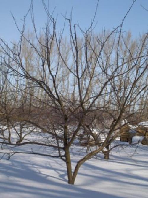 Можно ли прививать свежесрезанные черенки. Какие черенки брать для прививки яблони