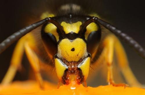 Защита винограда от ос содой. Заключение