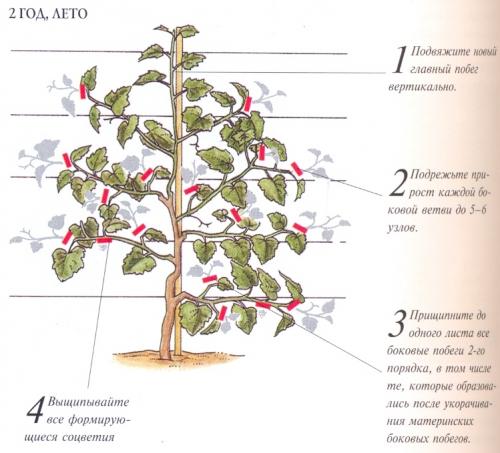 Формирование куста винограда первые три года. Основные виды формирования куста