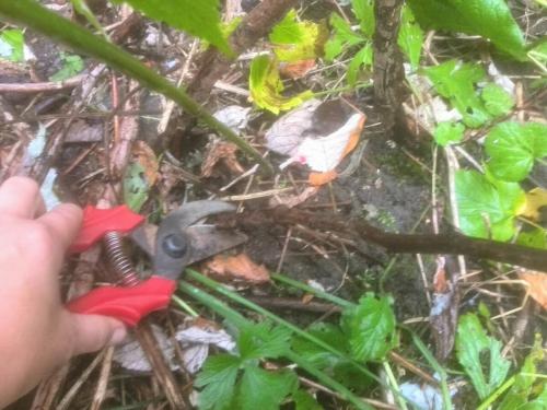 Чем обработать землю от галлицы. Чем обработать малину от галлицы весной. Эффективные средства