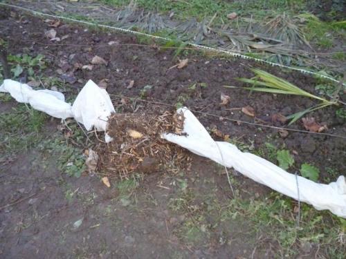 Когда укрывать виноград в зиму. Когда и чем укрывать на зиму виноград? 02