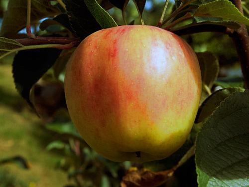 Чем опрыскивать яблони от вредителей осенью. Как опрыскивать яблоню и другие плодовые деревья осенью: правила и рекомендации 02