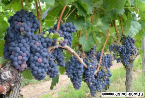 Опрыскивание винограда перед укрытием на зиму. Фунгицидами 03