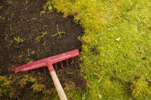 Мох на земле в огороде, как избавиться. 5 способов, как избавиться от мха в огороде