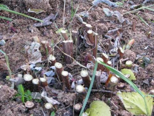 Ремонтантная малина, как обрезать на зиму. Как обрезать и готовить ремонтантную малину к зиме? 04 Ремонтантная малина, как обрезать на зиму. Как обрезать и готовить ремонтантную малину к зиме? 04