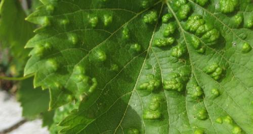 Вредители винограда: фото и чем лечить