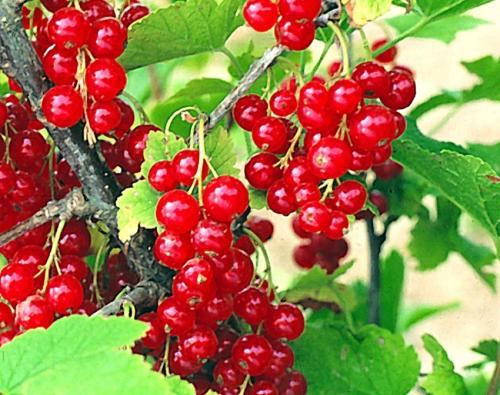 Как посадить смородину из ветки. Как сажать красную смородину черенками? Размножение смородины весной