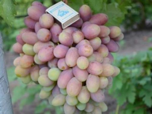 На, какой год плодоносит виноград преображение. Виноград преображение