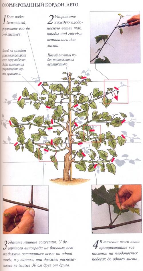 Формирование куста винограда первые три года. Основные виды формирования куста