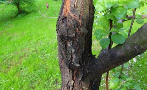 Как лечить яблони черный рак. Медикаментозные средства 03 Как лечить яблони черный рак. Медикаментозные средства 03