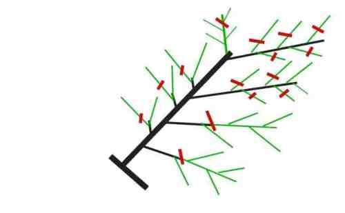 Когда открывать персик весной. Обрезка персиков весной и летом, опрыскивание от болезней