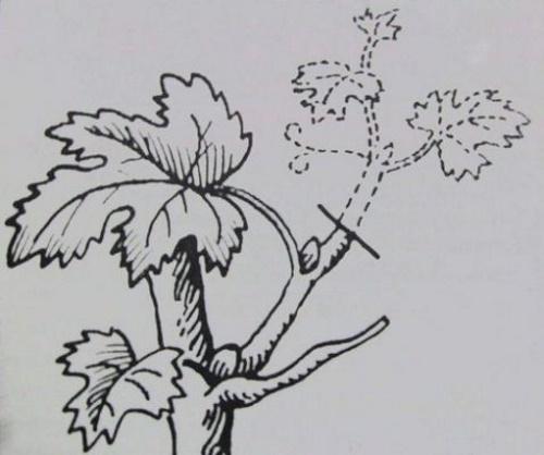 Обрезка неукрывного винограда. 