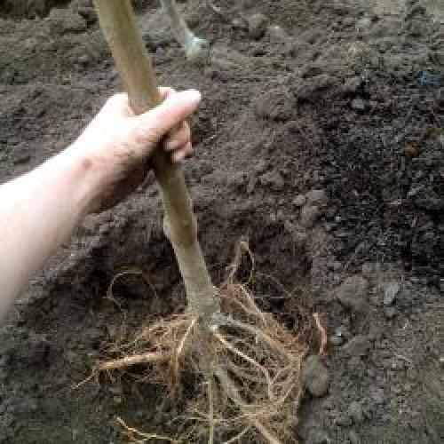 Можно ли пересадить молодую грушу. Особенности грушевого дерева: можно ли пересадить взрослую грушу