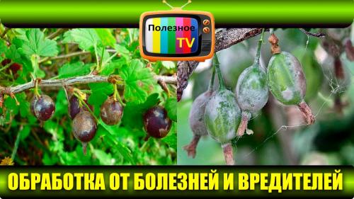 Белый налет на ягодах крыжовника, что делать. Как бороться 02