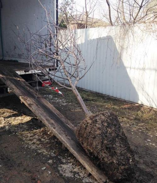 Можно ли пересадить молодую грушу. В, каком возрасте можно пересаживать груши