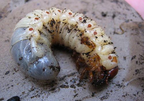 Чем отличается майский жук от хруща. Майские жуки