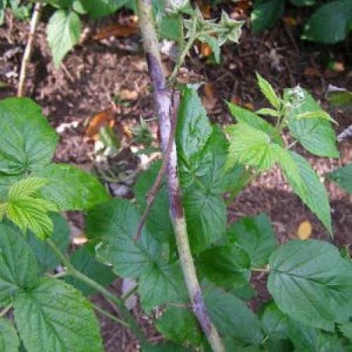 Пурпуровая пятнистость малины. Пурпурная пятнистость малины: фото и описание