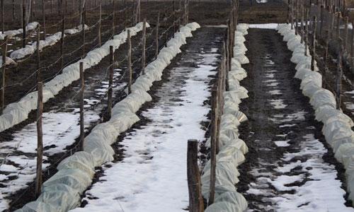 Виноград на зиму когда укрывают. Когда и какое необходимо укрытие