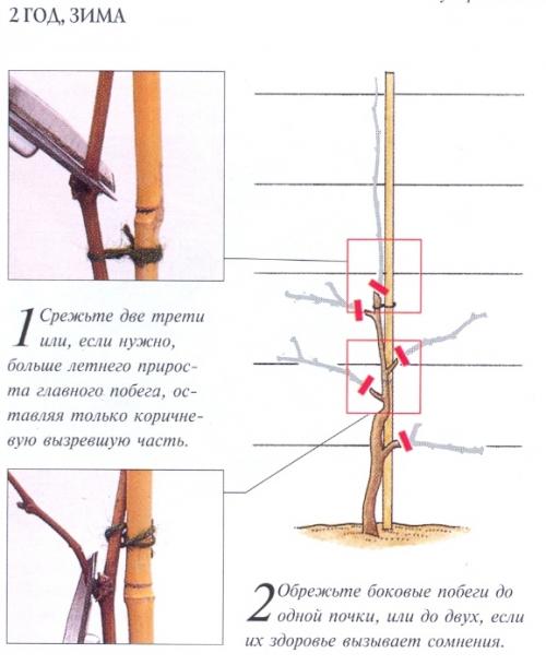 Формирование куста винограда первые три года. Основные виды формирования куста
