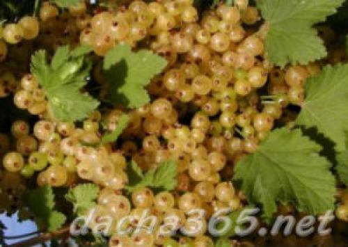 Посадка белой смородины осенью в подмосковье. Лучшие сорта белой смородины