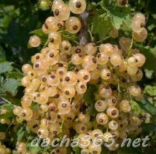 Посадка белой смородины осенью в подмосковье. Лучшие сорта белой смородины