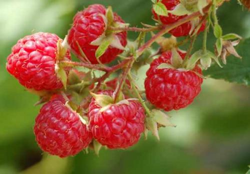 Ремонтантная малина, как обрезать на зиму. Как обрезать и готовить ремонтантную малину к зиме? 01 Ремонтантная малина, как обрезать на зиму. Как обрезать и готовить ремонтантную малину к зиме? 01