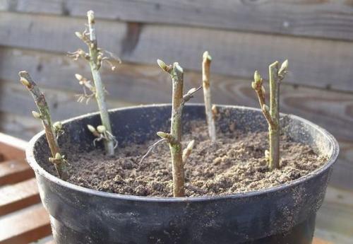 Как посадить смородину из ветки. Черенкование