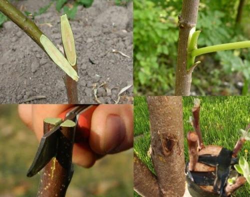 Как привить яблоню на пень. Как привить яблоню весной?