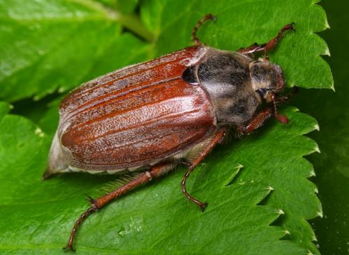 Чем отличается майский жук от хруща. Майские жуки
