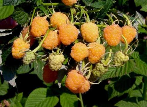 Ремонтантная малина, как обрезать на зиму. Как обрезать и готовить ремонтантную малину к зиме? 02 Ремонтантная малина, как обрезать на зиму. Как обрезать и готовить ремонтантную малину к зиме? 02