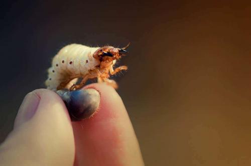 Как спасти черешню от личинок майского жука. Стадии развития