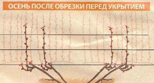 Обрезка неукрывного винограда. 