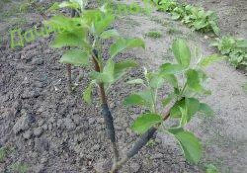 Когда заготовить черенки для прививки яблони. Когда нужно заготавливать черенки 08