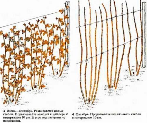 Нужно ли обрезать малину при посадке осенью. Нужно ли обрезать малину обыкновенную и когда это лучше делать