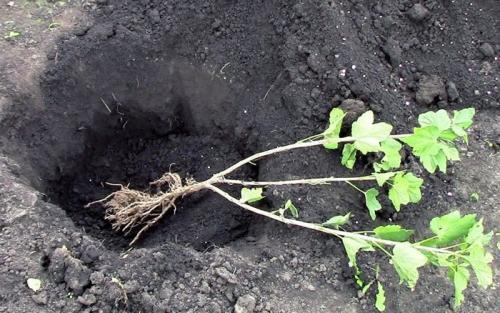 Когда сажать смородину и крыжовник. Особенности посадки смородины